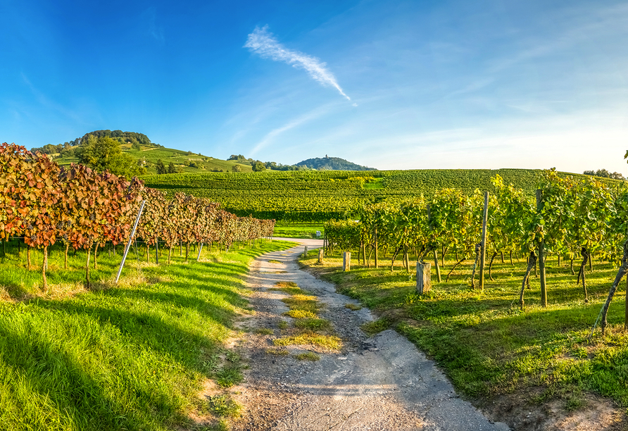 Weinberge bei Limbach