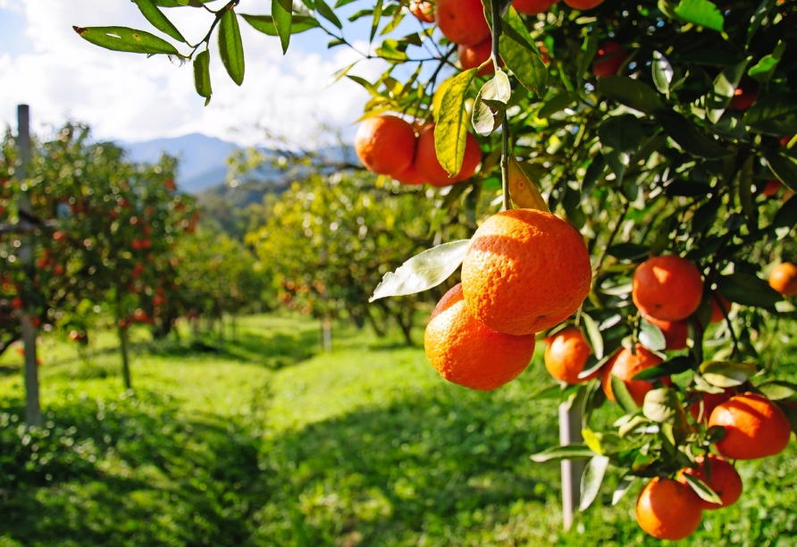 Andalusien und seine Schätze, Orangenbäume