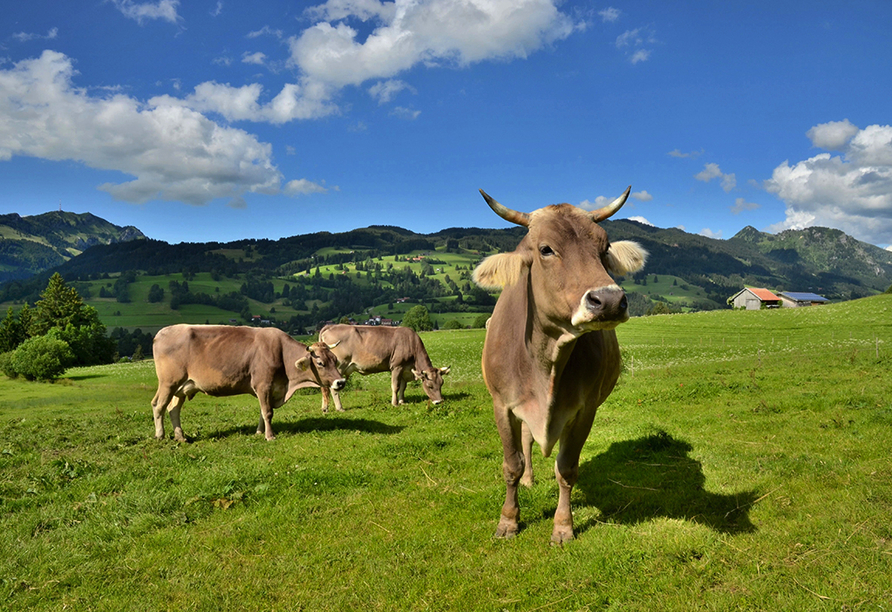 Bio-Pension Vorderlengau, Kühe auf der Weide
