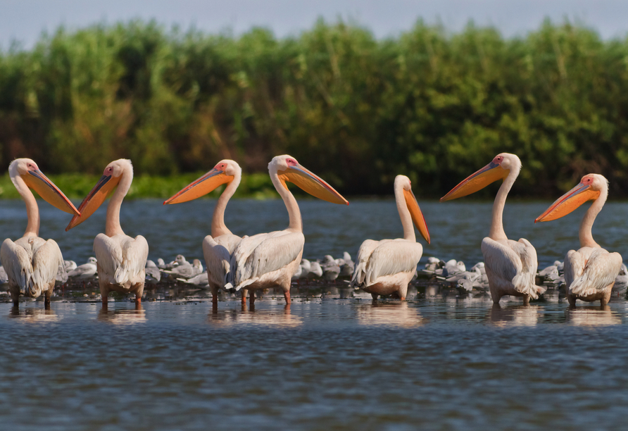 Beobachten Sie Pelikane im Donaudelta.