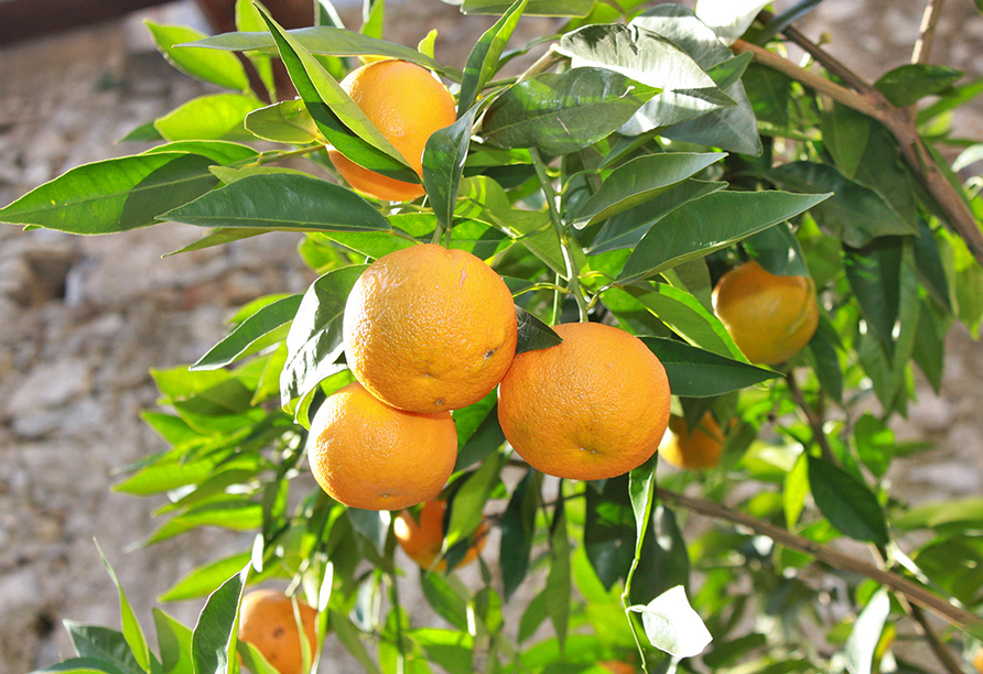Hier wachsen überall herrliche duftende Orangen- und Zitronenbäume.