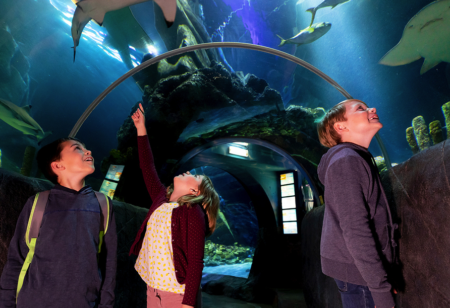 Haien und Rochen ganz nah – im Glastunnel des Ozeanbeckens.