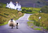 Kurzreise Schottland, Schaf