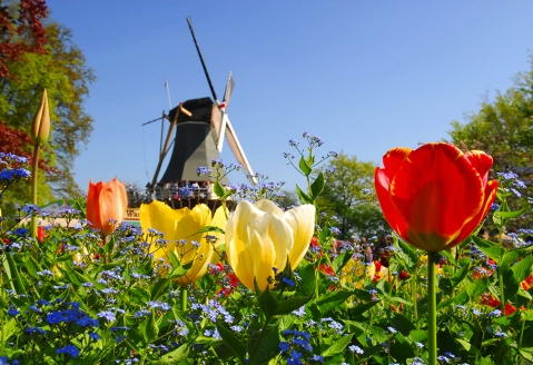 Freuen Sie sich auf eine unvergessliche Reise zur Tulpenblüte in Holland.