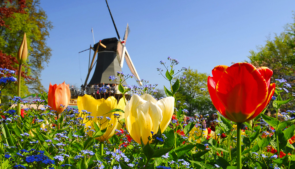 Freuen Sie sich auf eine unvergessliche Reise zur Tulpenblüte in Holland.