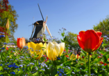 Freuen Sie sich auf eine unvergessliche Reise zur Tulpenblüte in Holland.