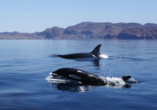 Mit etwas Glück entdecken Sie die Stars des Pazifiks – Orcas.