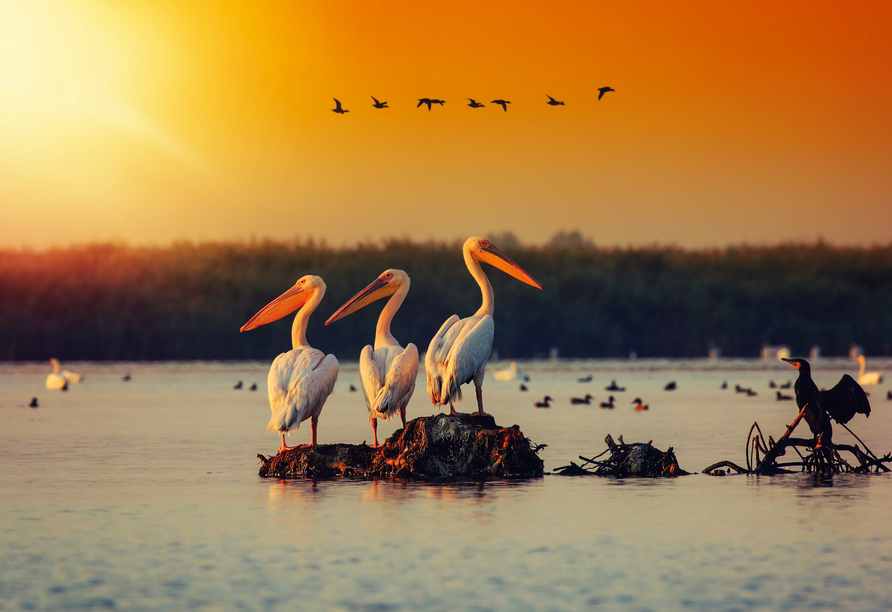 Das Donaudelta besitzt eine artenreiche Tierwelt. Viele Vogelarten können hier beobachtet werden.