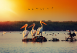 Das Donaudelta besitzt eine artenreiche Tierwelt. Viele Vogelarten können hier beobachtet werden.