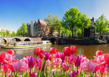 Freuen Sie sich auf die Tulpenblüte in Amsterdam
