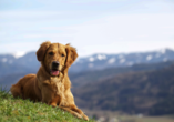 Spazieren Sie mit Ihrem Hund durch Tirols herrliche Natur. 