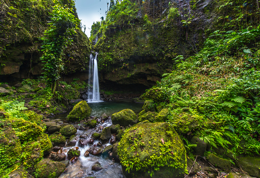 Gehen Sie auf Dominica auf Entdeckungstour und lassen Sie sich vom tiefgrünen Regenwald und tosenden Wasserfällen in eine andere Welt entführen.