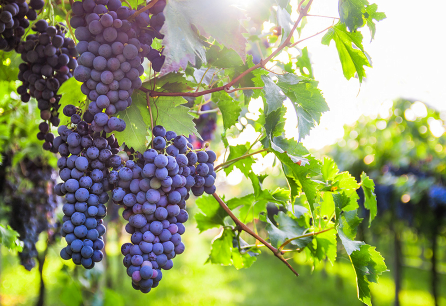 Radeln Sie entlang weitläufiger Weinberge und kosten Sie einen Tropfen erlesenen Winzerwein.