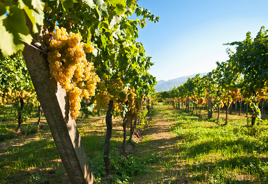 Das Elsass ist bekannt für seinen guten Wein.