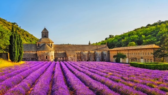Rundreise Provence, Lavendel