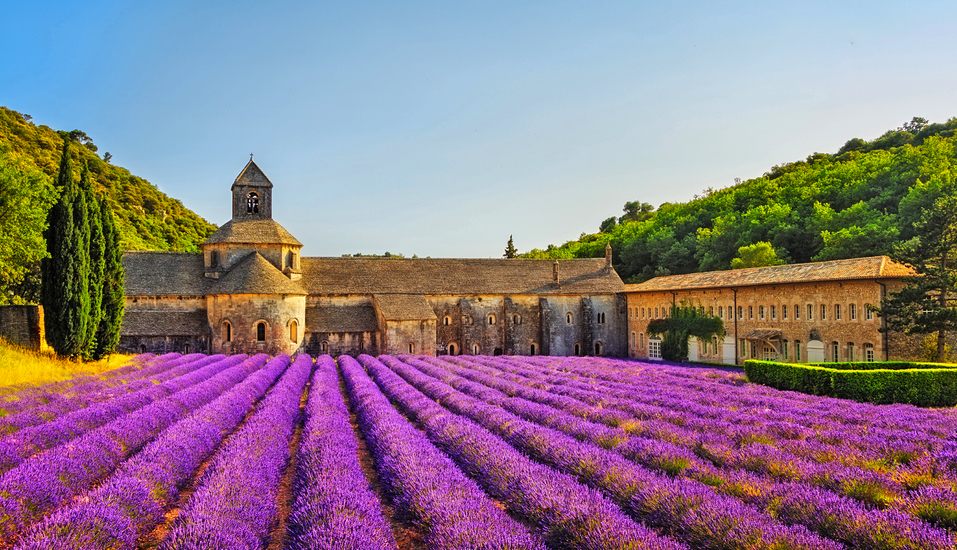 Rundreise Provence, Lavendel