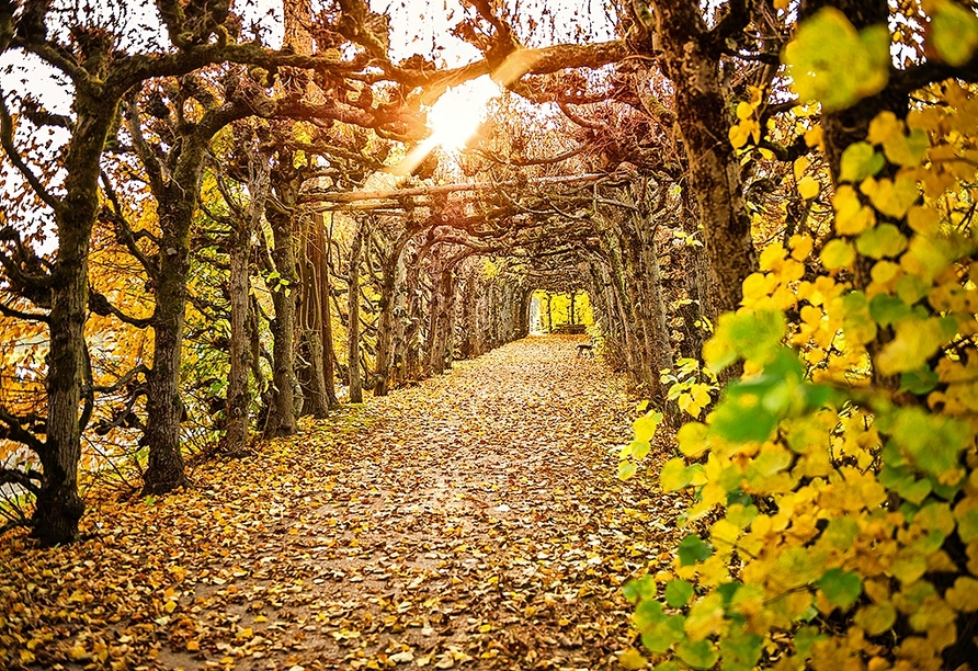 Der Laubengang im Schlosspark präsentiert sich in jeder Jahreszeit in einem neuen Bild. 
