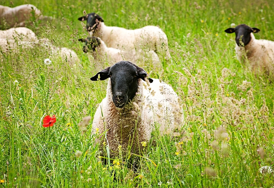 Rhönschafe sind eine landschaftstypische Schafrasse der Rhön.