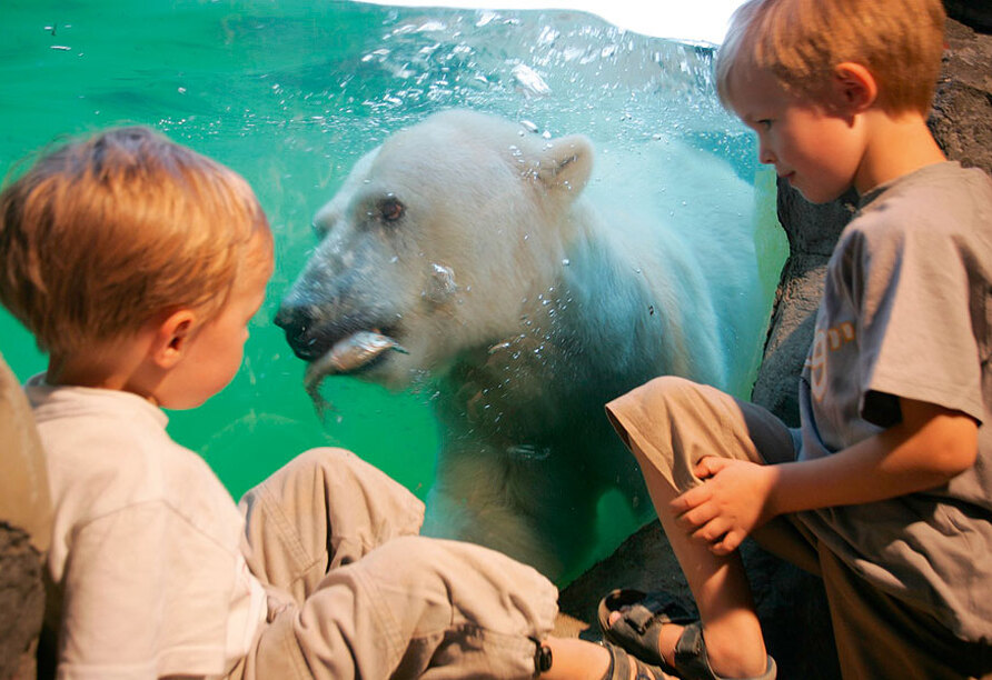 Hier müssen Sie nicht frieren, um Eisbären zu sehen.