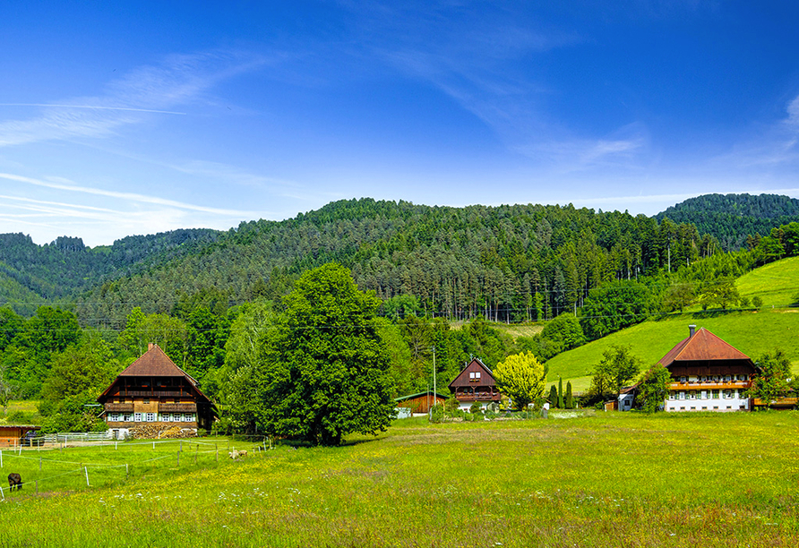 Erwandern Sie die traumhaften Naturlandschaften des Schwarzwalds.