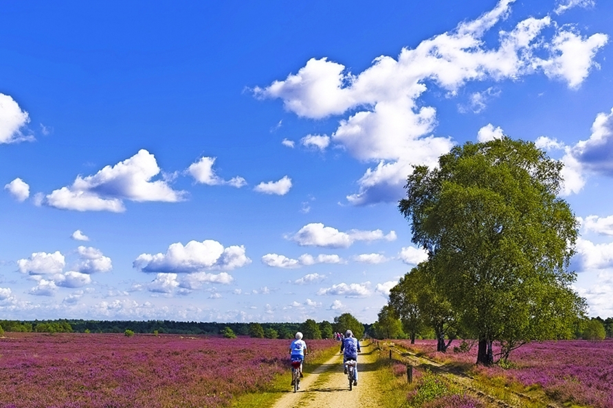 Erkunden Sie die Lüneburger Heide auf dem Rad.