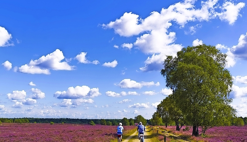Erkunden Sie die Lüneburger Heide auf dem Rad.