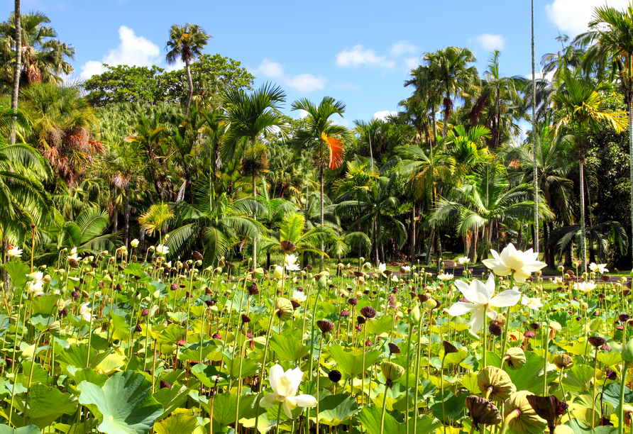 Der Botanische Garten in Pamplemousses bietet eine prächtige Pflanzenwelt.