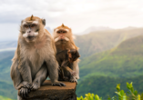 Im Black River Gorges Nationalpark fühlen sich auch die Affen zuhause.