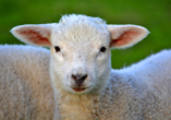 Große und kleine Schafe, wie dieses süße Lamm, werden Ihnen auf dem Gelände des Landhotels öfter begegnen. Denn: Die Merinoherde des Hofes umfasst knapp 1.000 Tiere.