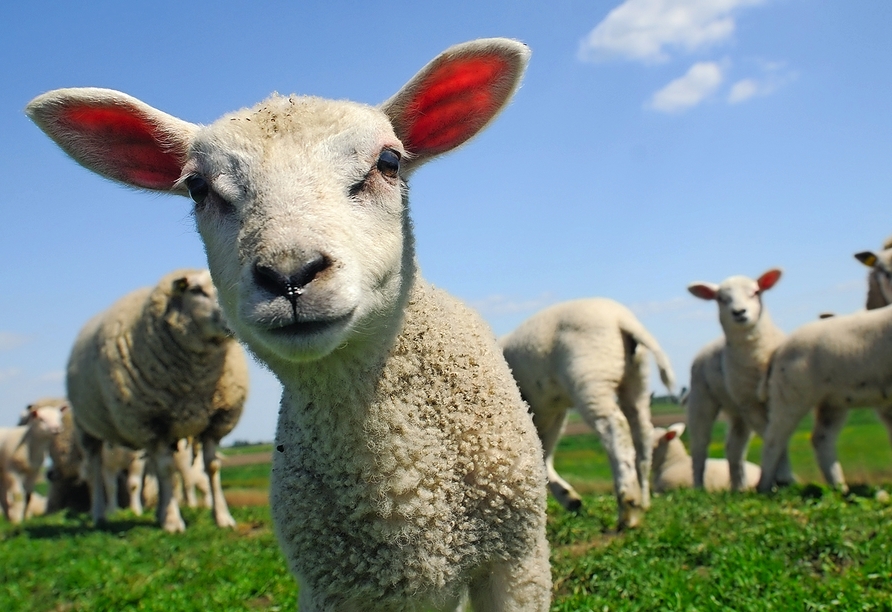 Oftmals grasen zahllose Schafe auf den Weiden der Deiche.