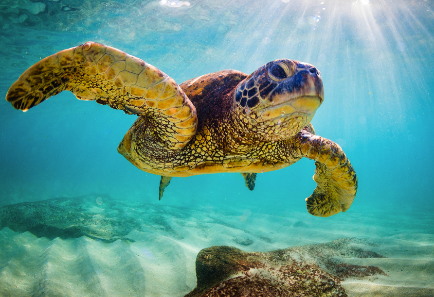 Treffen Sie über und unter Wasser auf außergewöhnliche Tierarten.