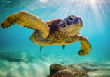 Treffen Sie über und unter Wasser auf außergewöhnliche Tierarten.