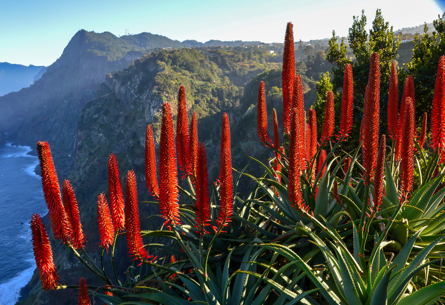 Es lohnt sich, die wunderschöne Natur Madeiras näher zu erkunden.