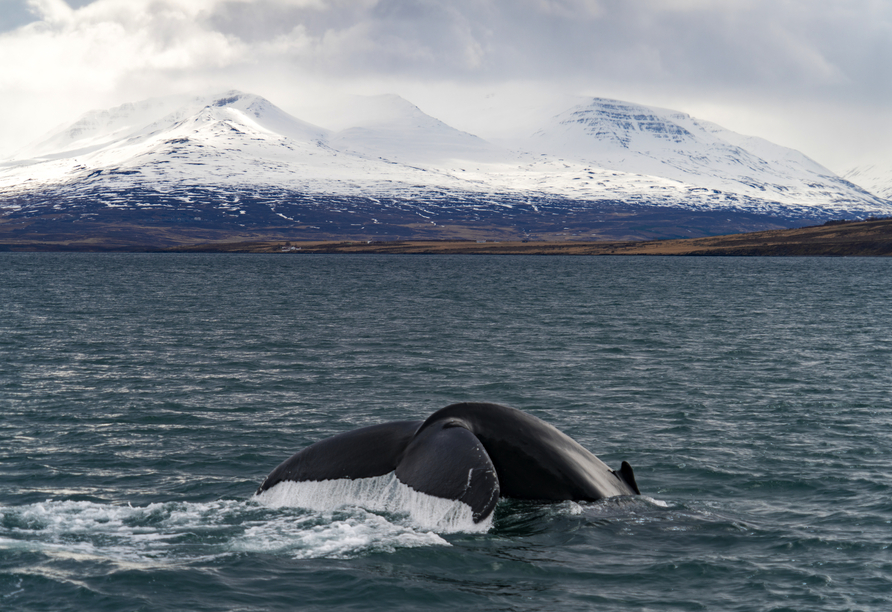 Mit viel Glück können Sie vor den Gletschern nahe Akureyri Wale beobachten.