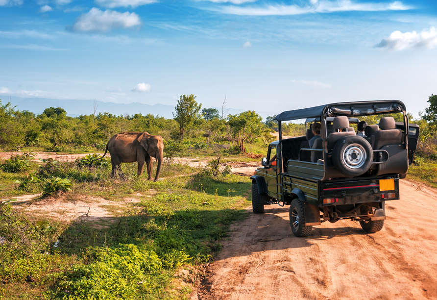Freuen Sie sich auf spannende Eindrücke während der Jeep-Safari im Udawalawe Nationalpark.
