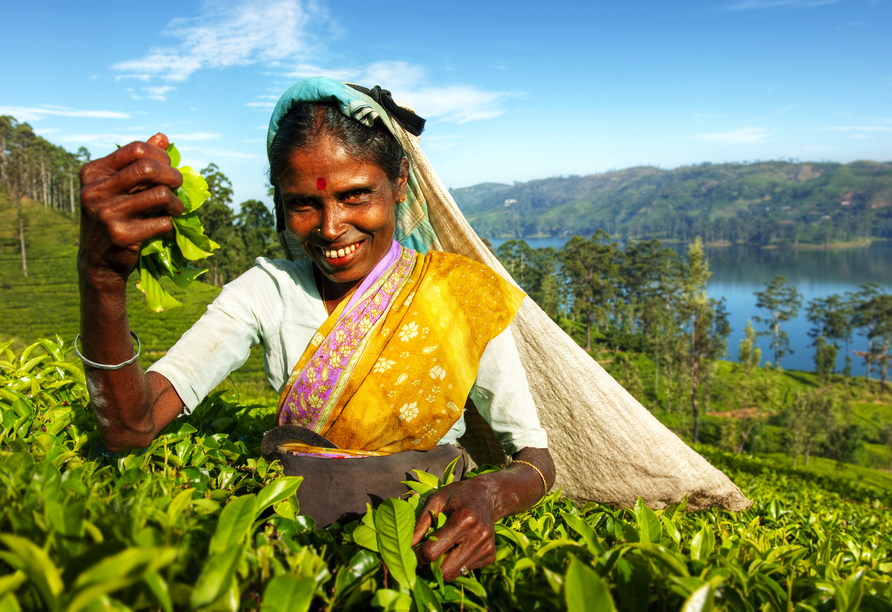 Vielleicht haben Sie auch Tee von Sri Lanka daheim im Schrank? Von den hiesigen Teeplantagen werden jeden Tag hunderte Kilo Teeblätter in die ganze Welt verschifft.