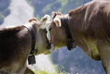 Verbingen Sie Ihren Urlaub in Tirol! 