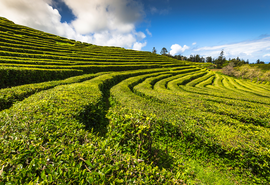 Wussten Sie, dass es auf São Miguel die einzige Teeplantage Europas gibt?