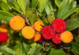 Die Frucht des Westlichen Erdbeerbaumes wird in Medronho-Brennereien zu leckerem, portugiesischem Schnaps verarbeitet.
