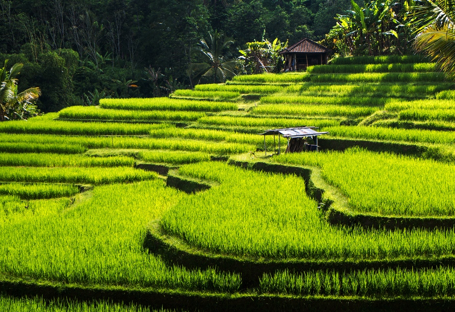 Das typische Fotomotiv – Reisterrassen gehören einfach zum Landschaftsbild Balis.