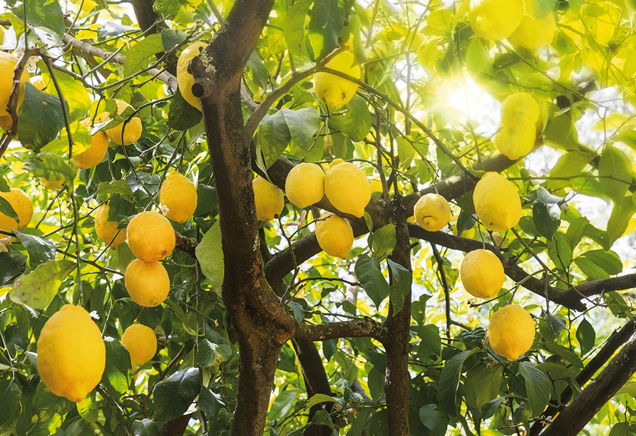 Dank des mediterranen Klimas wachsen an vielen Orten Zitrusfrüchte.