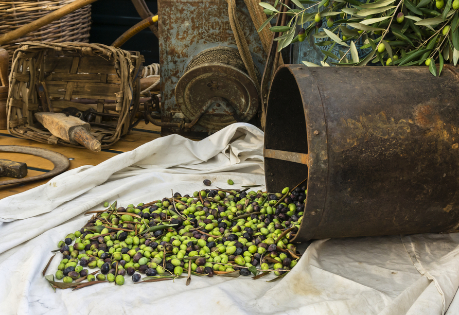 In Imperia besuchen Sie ein Museum zur Geschichte der Olivenbäume und -ölproduktion.