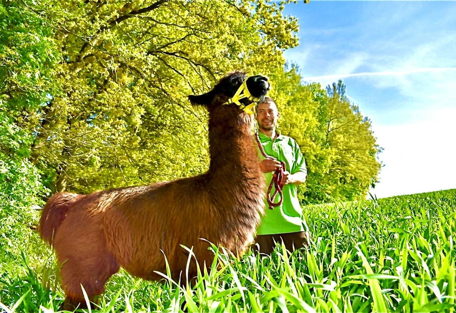 Ein Lama-Gehege lädt zum Natur erfahren ein.