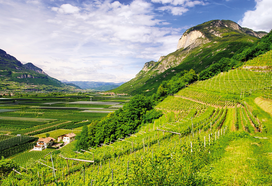 Auch im Weinanbau kann das Trentino mithalten.
