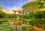 Die grüne Oase Gardens by the Bay in Singapur