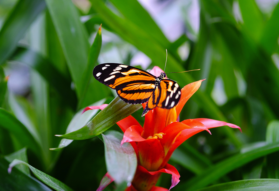 Der Garten der Schmetterlinge im Schlosspark beheimatet eine Vielzahl an bunten Faltern.