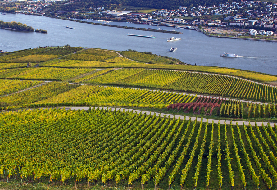 Die Weinberge bei Rüdesheim am Rhein 