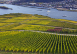 Die Weinberge bei Rüdesheim am Rhein 