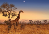 Willkommen in Südafrika – bei den Safaris im Krüger Nationalpark und Hluhluwe Imfolozi Park kommen Sie den wilden Tieren ganz nah.