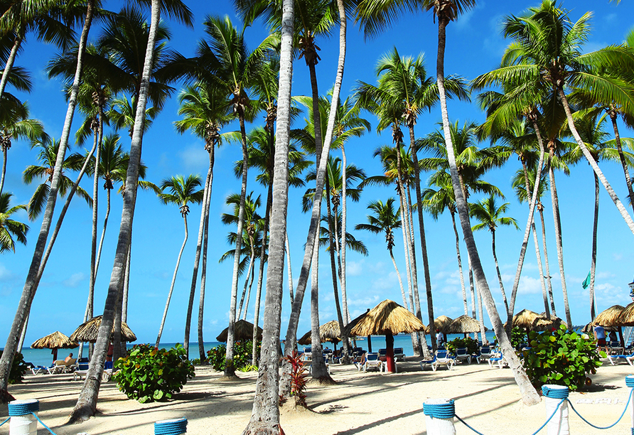 Palmen gehören zu einem richtigen Karibik-Urlaub einfach mit dazu.